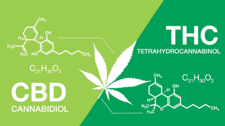 Read more about the article Cannabidiol (CBD) vs Tetrahydrocannabinol (THC)